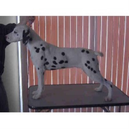 Dalmatian Breeder in Sherwood Park, Alberta