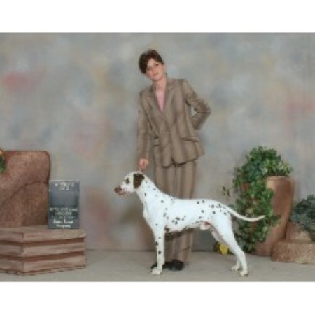Dalmatian breeder in Sherwood Park Alberta