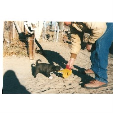 Border Collie Breeder in Fallon, Nevada