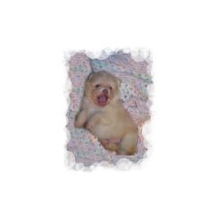 Pomeranian breeder in Vestaburg Michigan