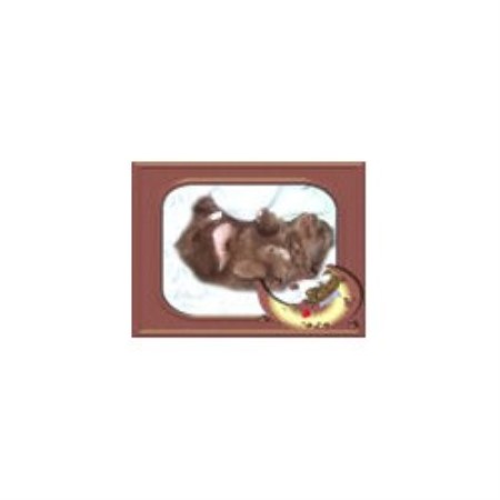 Pomeranian breeder in Michigan picture 2