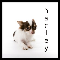 Harley