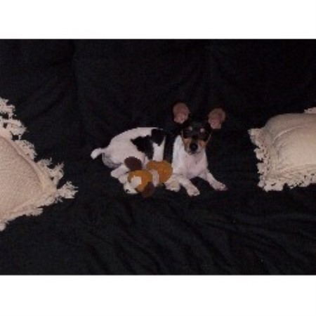 Rat Terrier breeder in Burnet Texas
