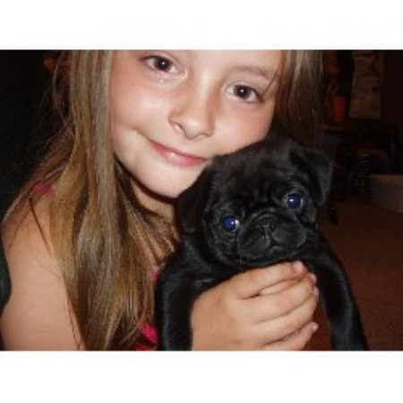 pugs in wisconsin penokee pugs pug breeder in high bridge wisconsin listing id 10993 pugs in wisconsin penokee pugs pug breeder in high bridge wisconsin listing id 10993