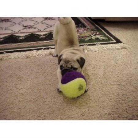 pug breeders in wisconsin penokee pugs pug breeder in high bridge wisconsin pug breeders in wisconsin penokee pugs pug breeder in high bridge wisconsin