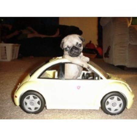 pugs in wisconsin penokee pugs pug breeder in high bridge wisconsin listing id 10993 pugs in wisconsin penokee pugs pug breeder in high bridge wisconsin listing id 10993