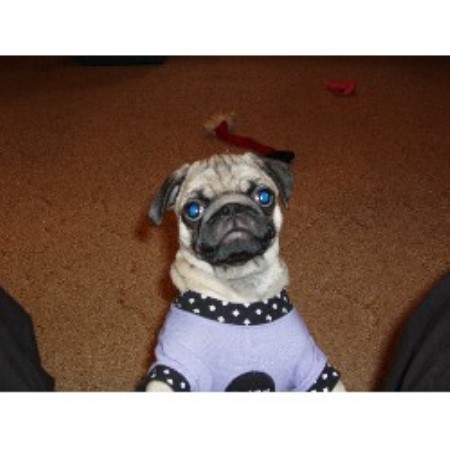 pugs for sale in wisconsin penokee pugs pug breeder in high bridge wisconsin pugs for sale in wisconsin penokee pugs pug breeder in high bridge wisconsin