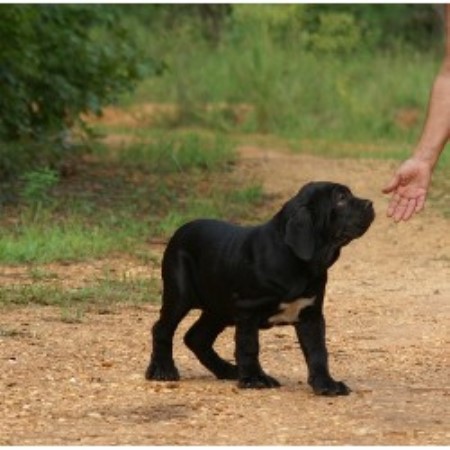 Neapolitan Mastiff Breeder in Lowndesboro, Alabama