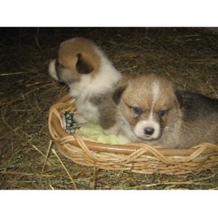 Pembroke Welsh Corgi in New York picture 2