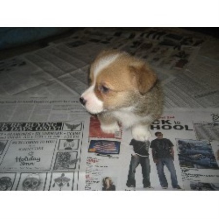 Pembroke Welsh Corgi in New York