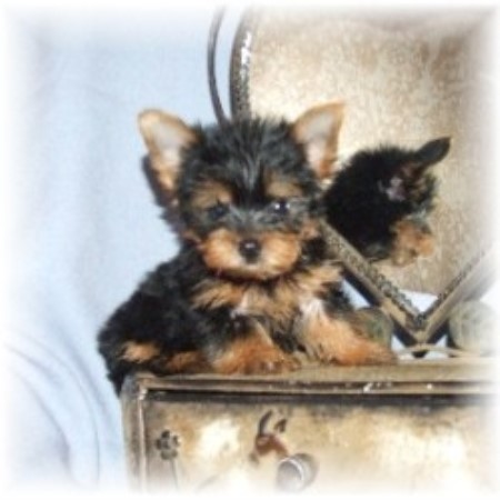 Yorkie in Arkansas