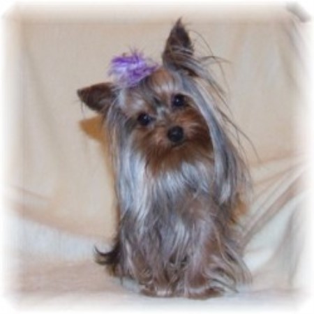 shih tzu puppies for sale in cleveland ga boston terrier breeders in indiana freedoglistings breeds picture shih tzu puppies for sale in cleveland ga boston terrier breeders in indiana freedoglistings breeds picture