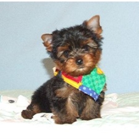 stonewall ranch yorkies stonewall ranch terrier breeder in bentonville arkansas listing id 11012 stonewall ranch yorkies stonewall ranch terrier breeder in bentonville arkansas listing id 11012