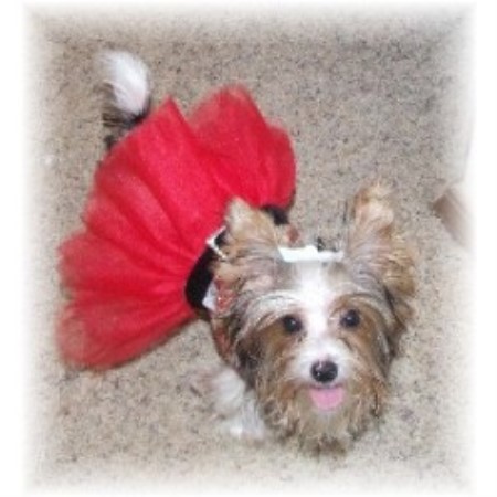 Yorkshire Terrier breeder in Bentonville  Arkansas