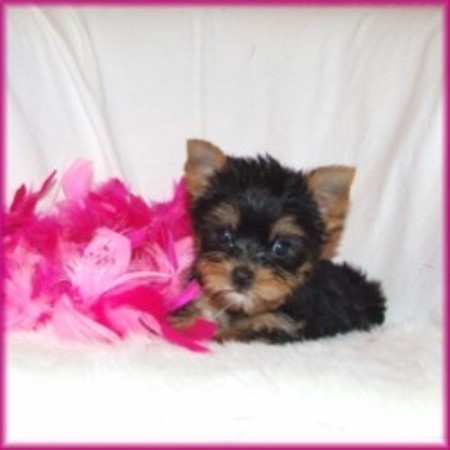Yorkie breeder in Arkansas picture 2