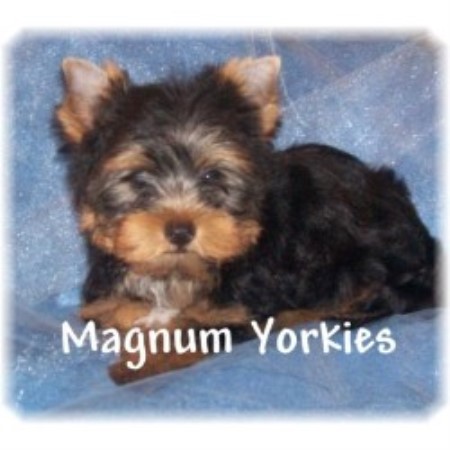 Yorkie in Missouri