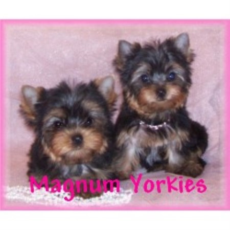 yorkies for sale missouri yorkies for sale in missouri hd 1080p 4k foto yorkies for sale missouri yorkies for sale in missouri hd 1080p 4k foto