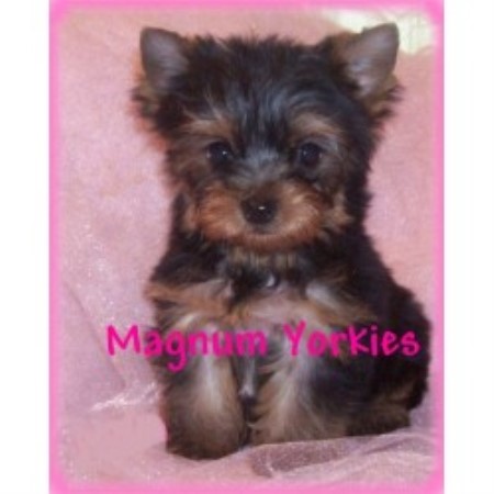 Yorkie in Missouri picture 2