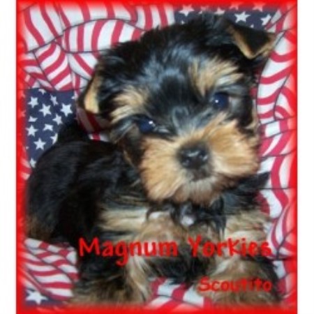 Yorkshire Terrier breeder in Montreal Missouri