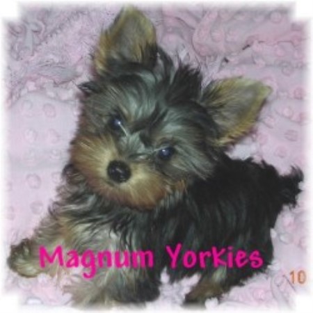 yorkie puppies for sale montreal magnum yorkies terrier breeder in montreal missouri listing id 11013 yorkie puppies for sale montreal magnum yorkies terrier breeder in montreal missouri listing id 11013