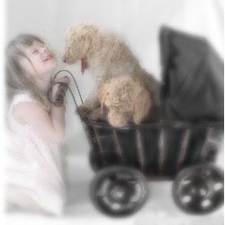 Poodle Standard Breeder in Spring Hill, Tennessee