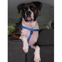 Boxer Breeder in Saunderstown, Rhode Island