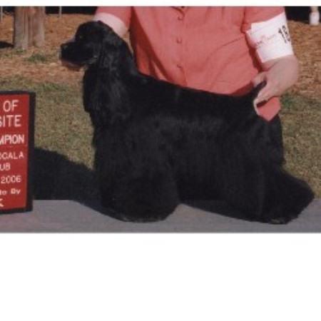 American Cocker Spaniel breeder in Weeki Wachee Florida