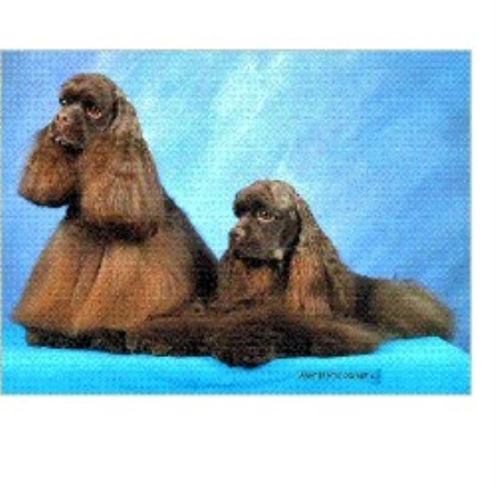 American Cocker Spaniel in Florida