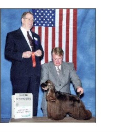 American Cocker Spaniel in Florida picture 2