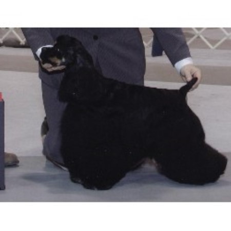 American Cocker Spaniel Breeder in Weeki Wachee, Florida