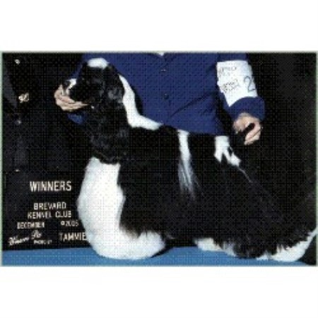 American Cocker Spaniel breeder in Florida picture 2