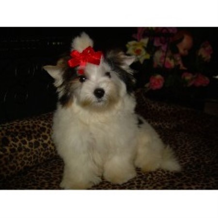 Yorkie breeder in Michigan picture 2