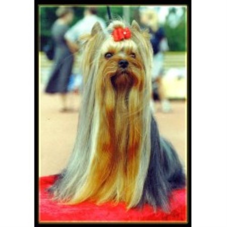 Yorkshire Terrier breeder in Hickory Corners Michigan