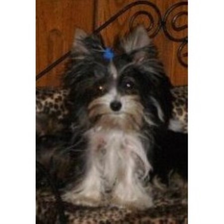 Yorkie in Michigan