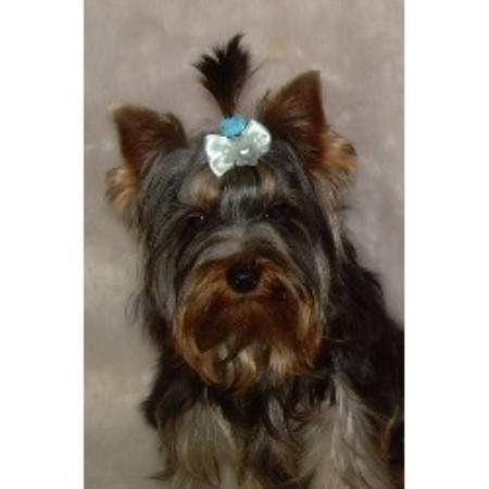 Yorkie in Michigan picture 2