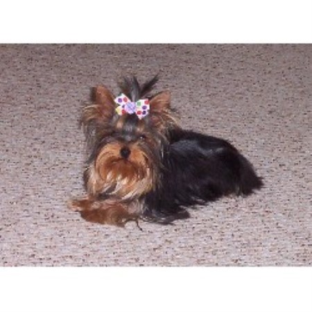 free yorkies michigan artistically bred terrier breeder in hickory corners michigan free yorkies michigan artistically bred terrier breeder in hickory corners michigan