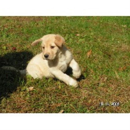 Lab breeder in New York picture 2