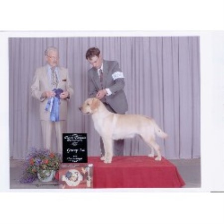 Labrador Retriever breeder in Peru New York