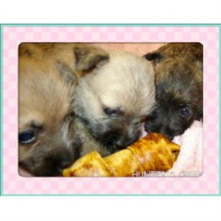 Cairn Terrier breeder in Buford Georgia