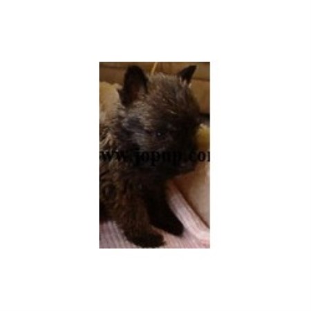 Cairn Terrier Breeder in Buford, Georgia