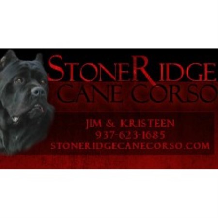 Cane Corso Breeder in New Vienna, Ohio