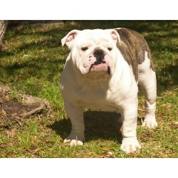 English Bulldog Breeder in Franklin, Louisiana