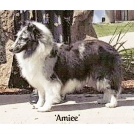 Sheltie breeder in Iowa picture 2