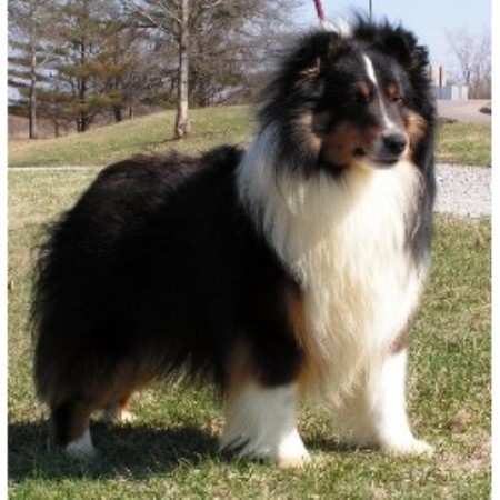 Sheltie in Iowa picture 2