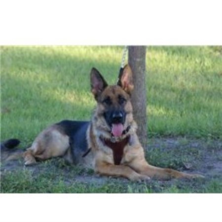 GSD,Alsatian breeder in Florida picture 2