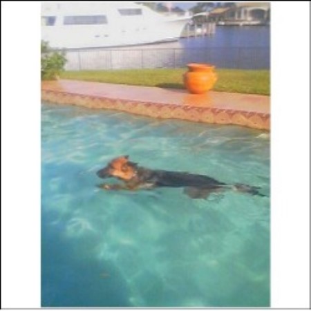 GSD,Alsatian in Florida