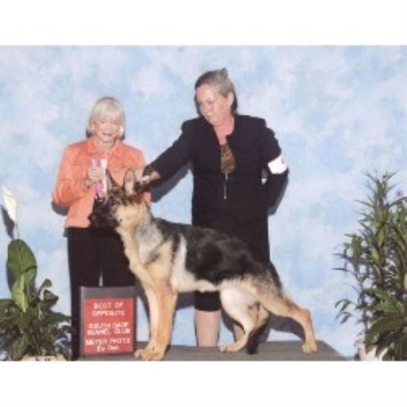 GSD,Alsatian in Florida picture 2