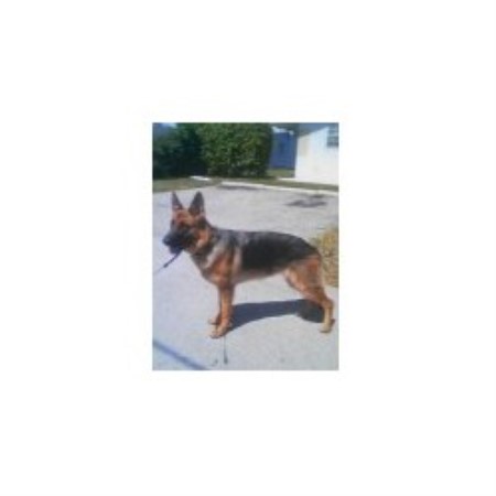 German Shepherd Dog breeder in N. Lauderdale Florida