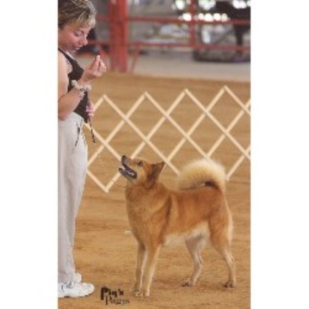 Finnish Spitz Breeder in N. Lauderdale, Florida