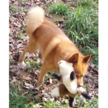 Finnish Spitz breeder in Florida picture 2